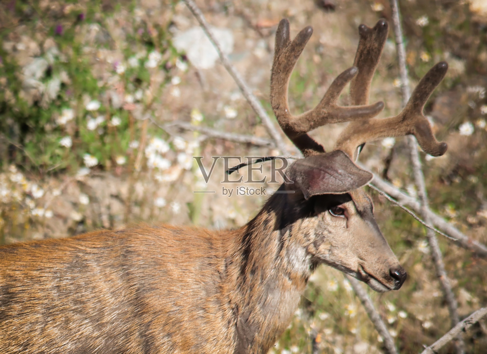 鹿照片摄影图片