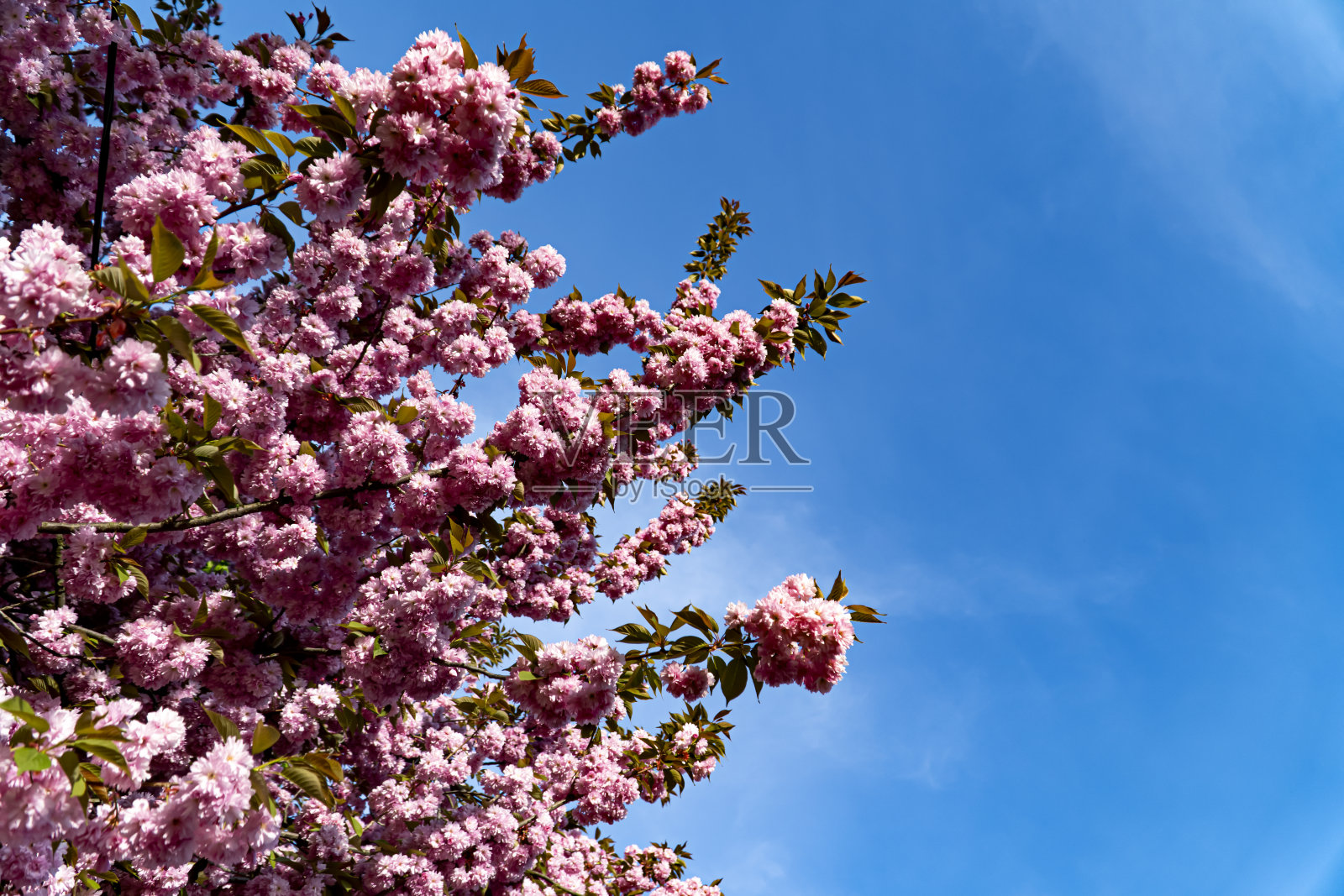 温柔的绽放,春天的季节,温柔,樱花的枝,樱花的花朵,樱花在背景上的花朵特写,花卉的背景照片摄影图片