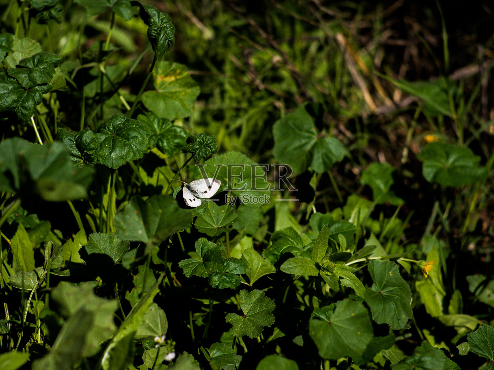 蝴蝶照片摄影图片