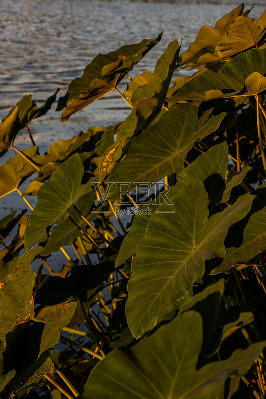 巨大的象耳植物在雄伟的夕阳下发光,背景是湖水照片摄影图片