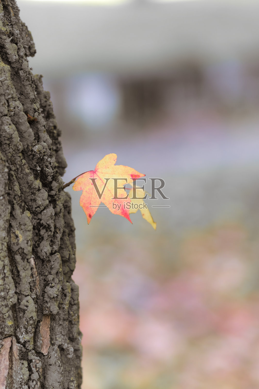 树干中间的一片金黄色的小叶子。照片摄影图片