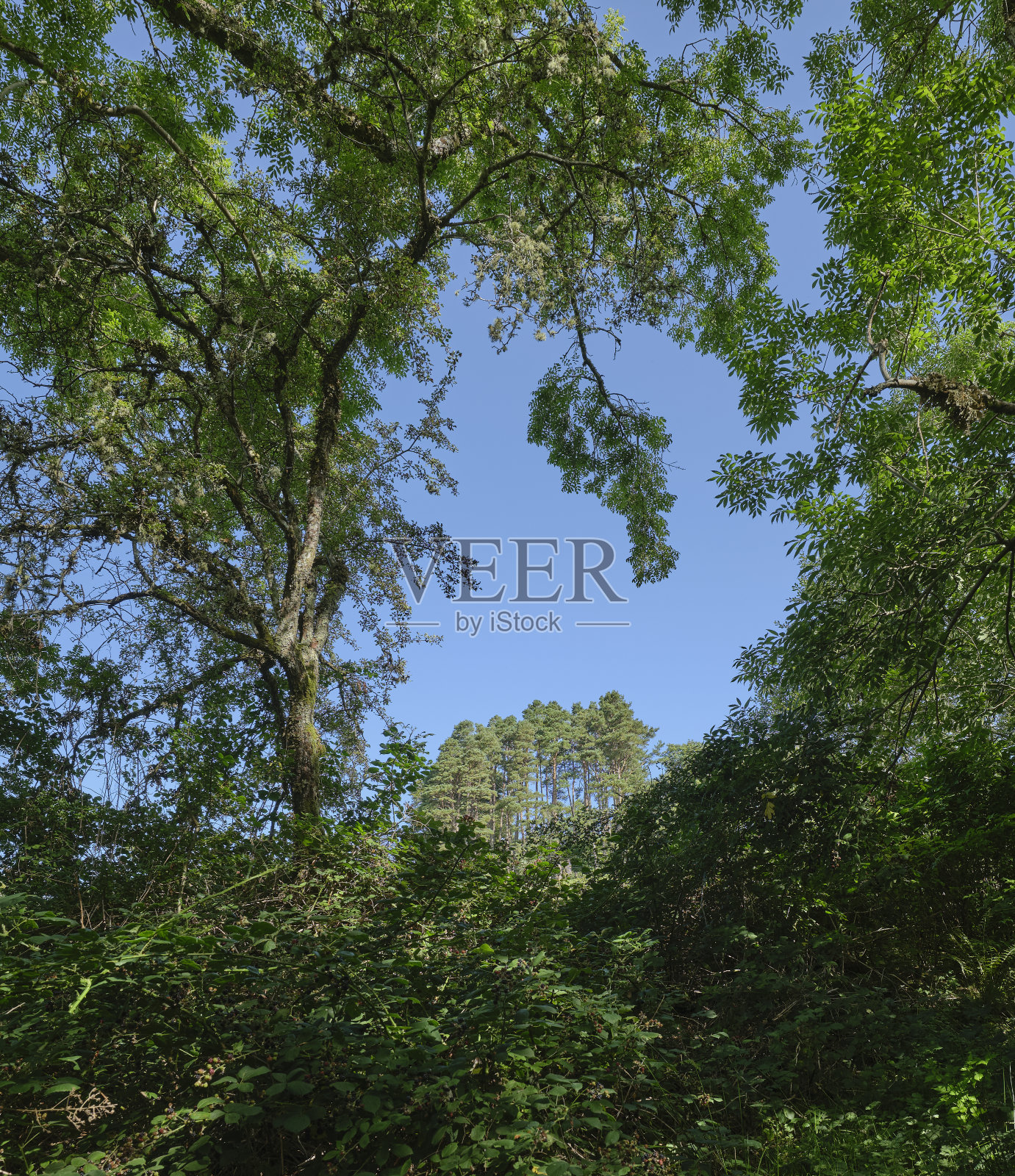 镶框苏格兰松照片摄影图片