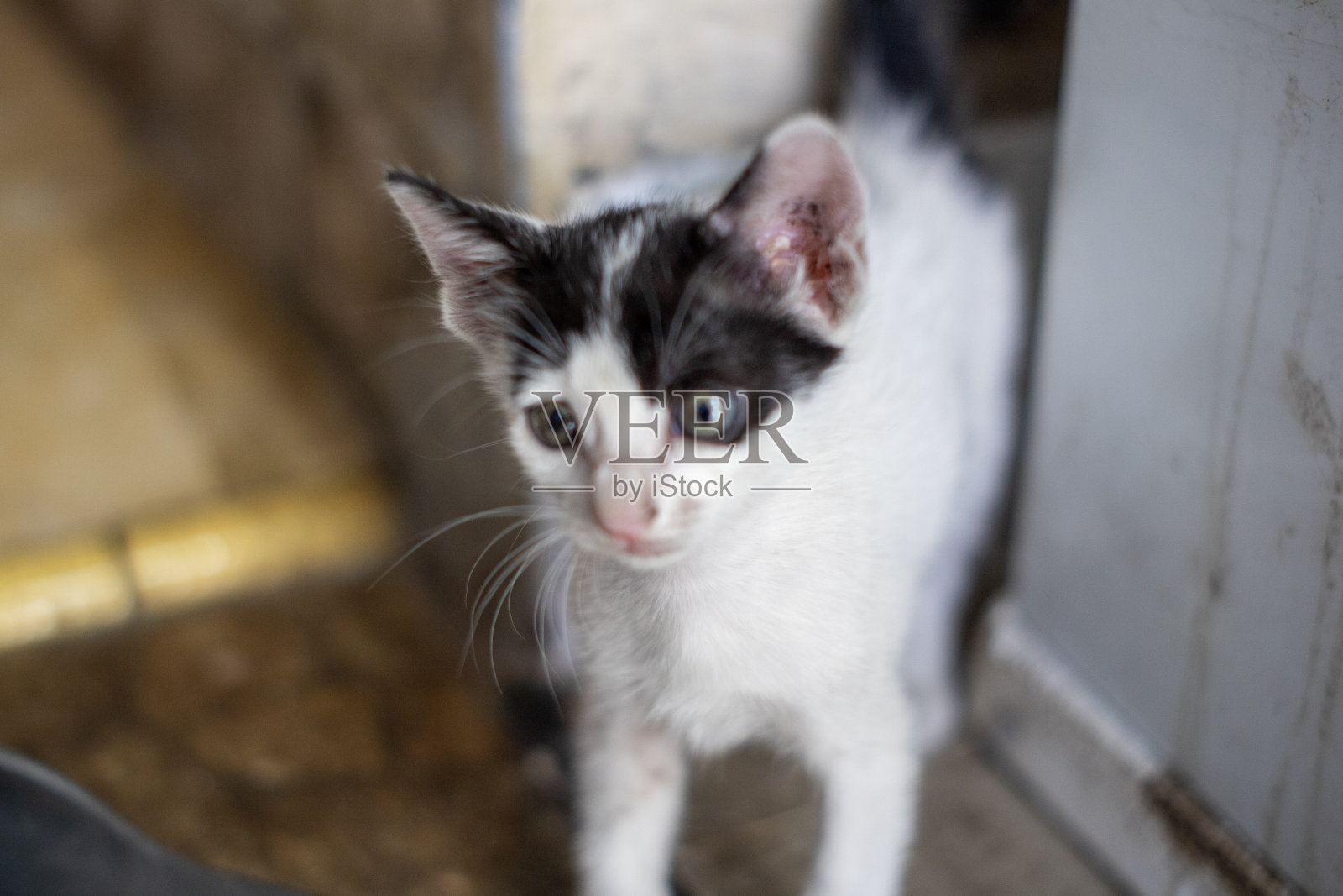 可爱的小猫照片摄影图片