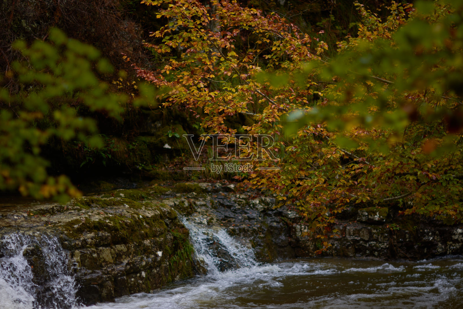 在通往塞拉德塞博莱拉(拉里奥哈)的普恩特拉瀑布的路上,山毛榉林中的秋天的颜色。西班牙照片摄影图片