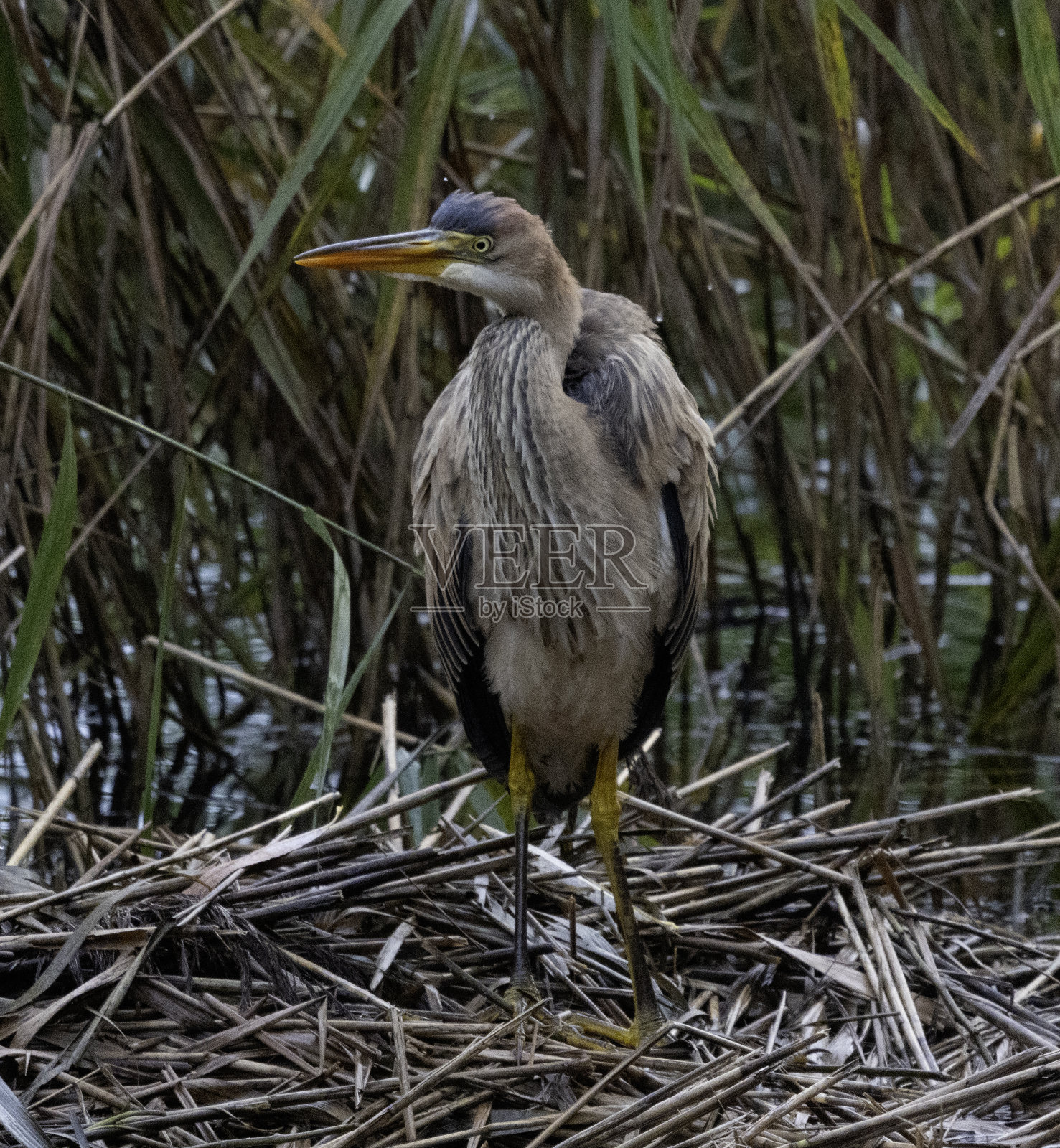紫色的鹭照片摄影图片
