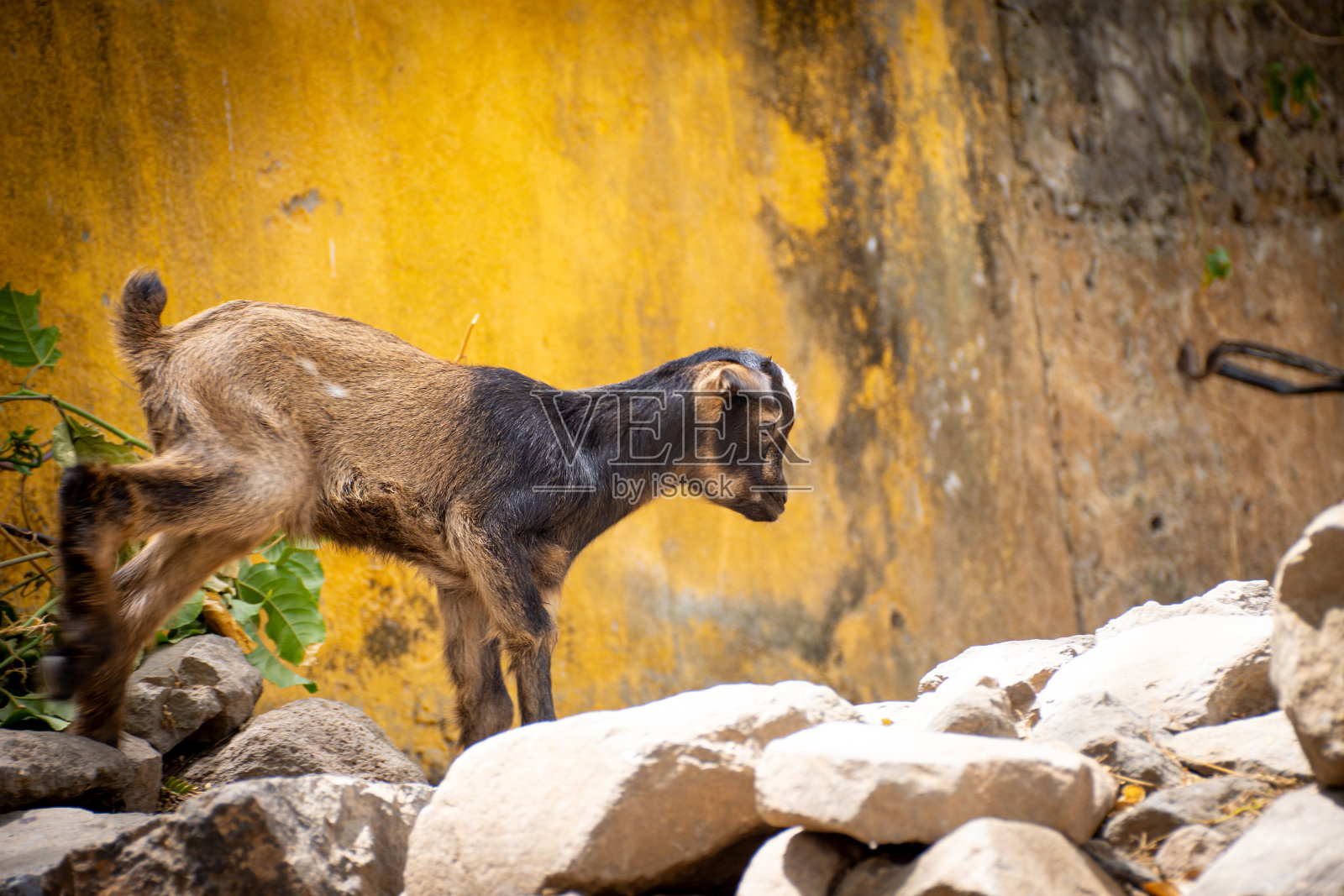 佛得角,圣安托岛,照片摄影图片