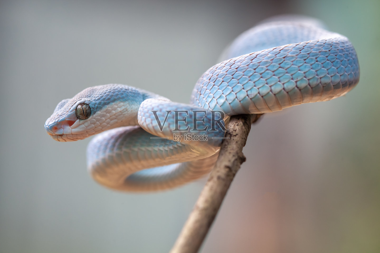 三角蝮蛇又名蝮蛇照片摄影图片