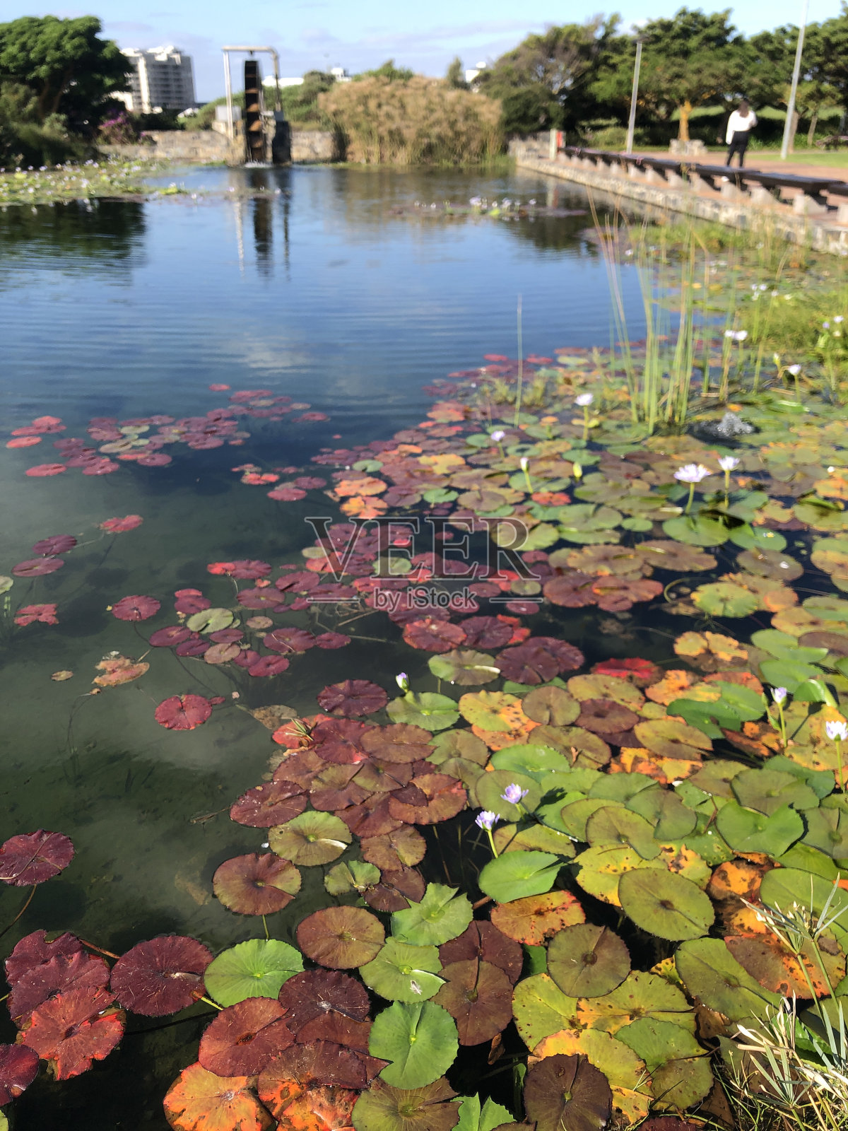睡莲照片摄影图片