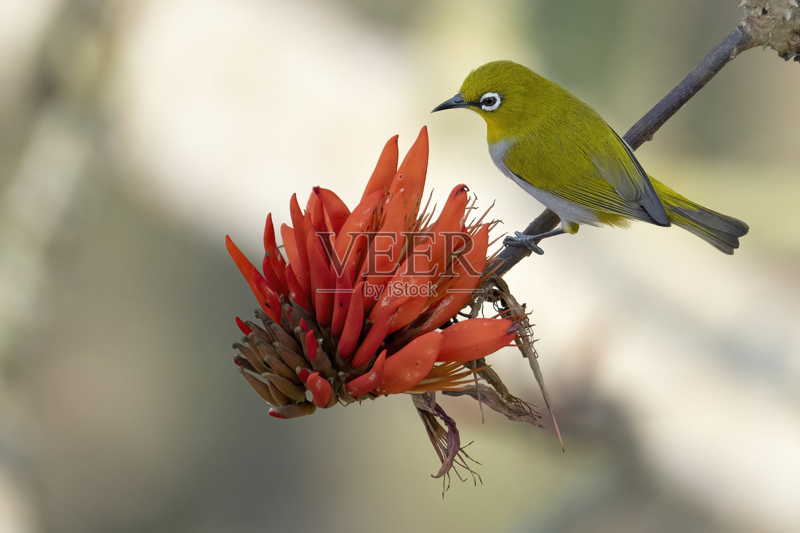 印度白眼鸟,原名东方白眼鸟,是白眼科的一种小型雀形目鸟类。照片摄影图片