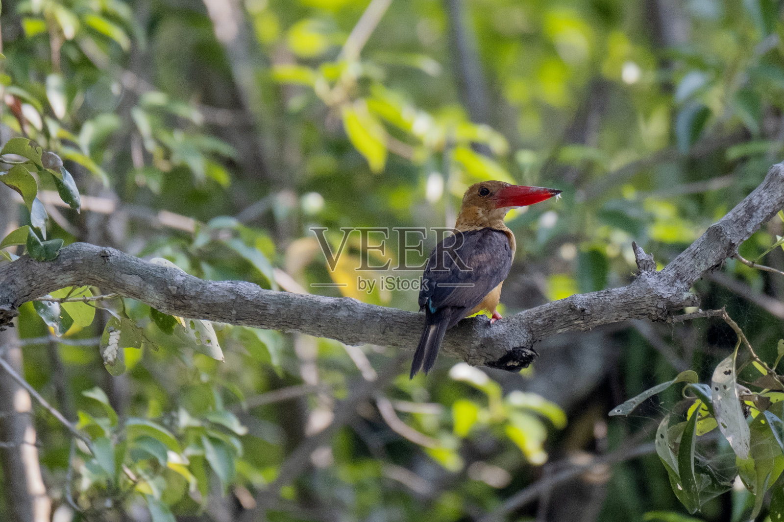 褐翅翠鸟是翠鸟亚科中的一种鸟类。这张照片摄于世界上最大的红树林——孟加拉国的孙德尔本斯照片摄影图片