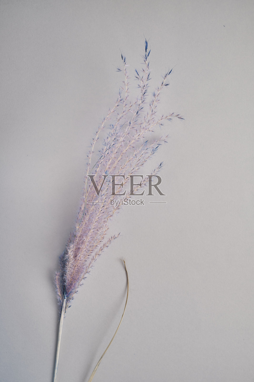 抽象的花卉背景。在浅色背景上的干植物花朵。自然光,家居装饰。松软的干花在美丽的背景照片摄影图片