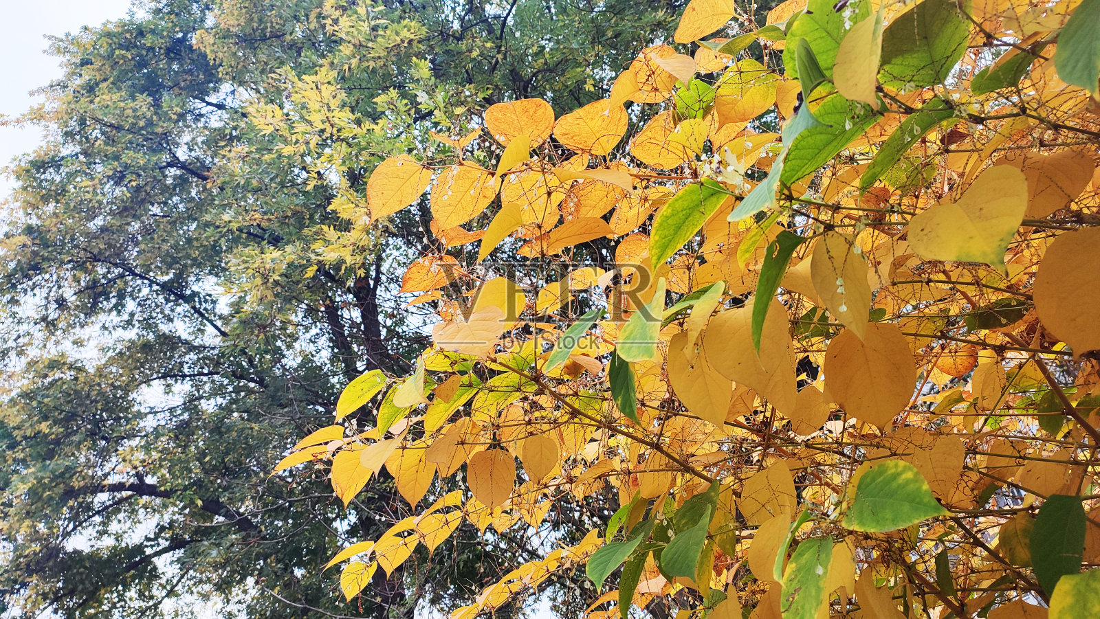 树上的黄色秋叶照片摄影图片