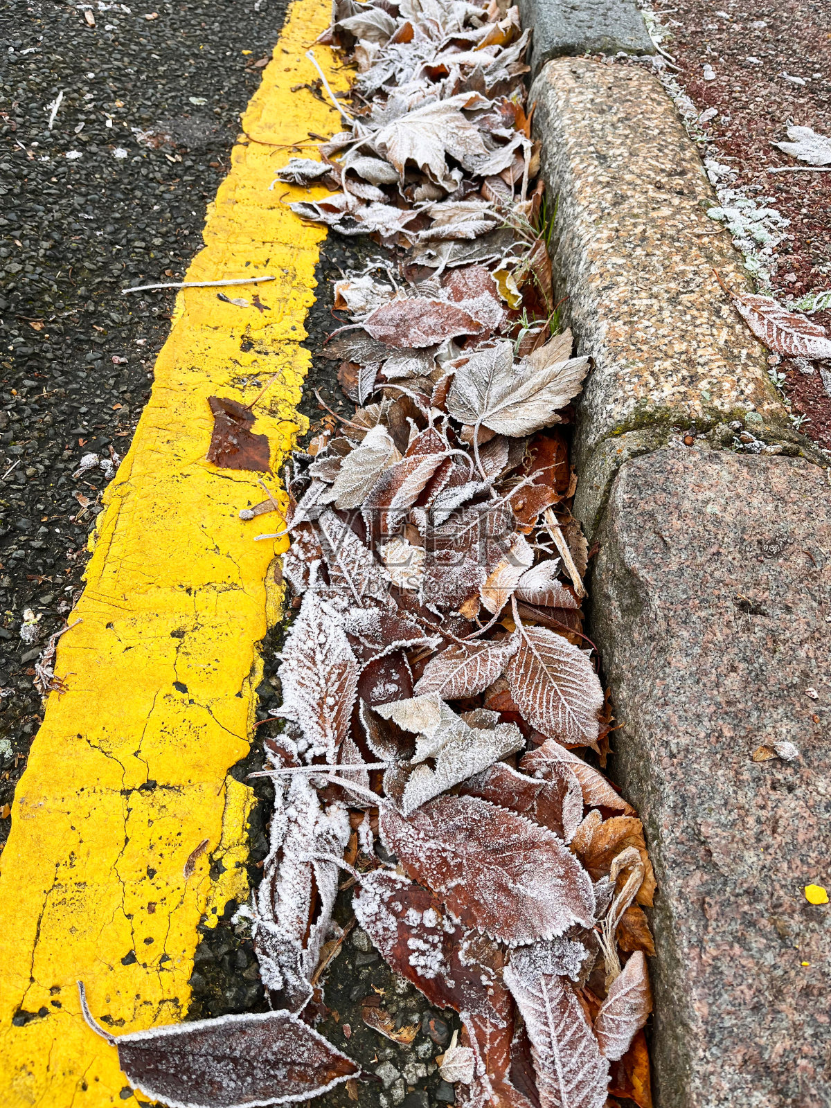 冬天结冰的叶子照片摄影图片