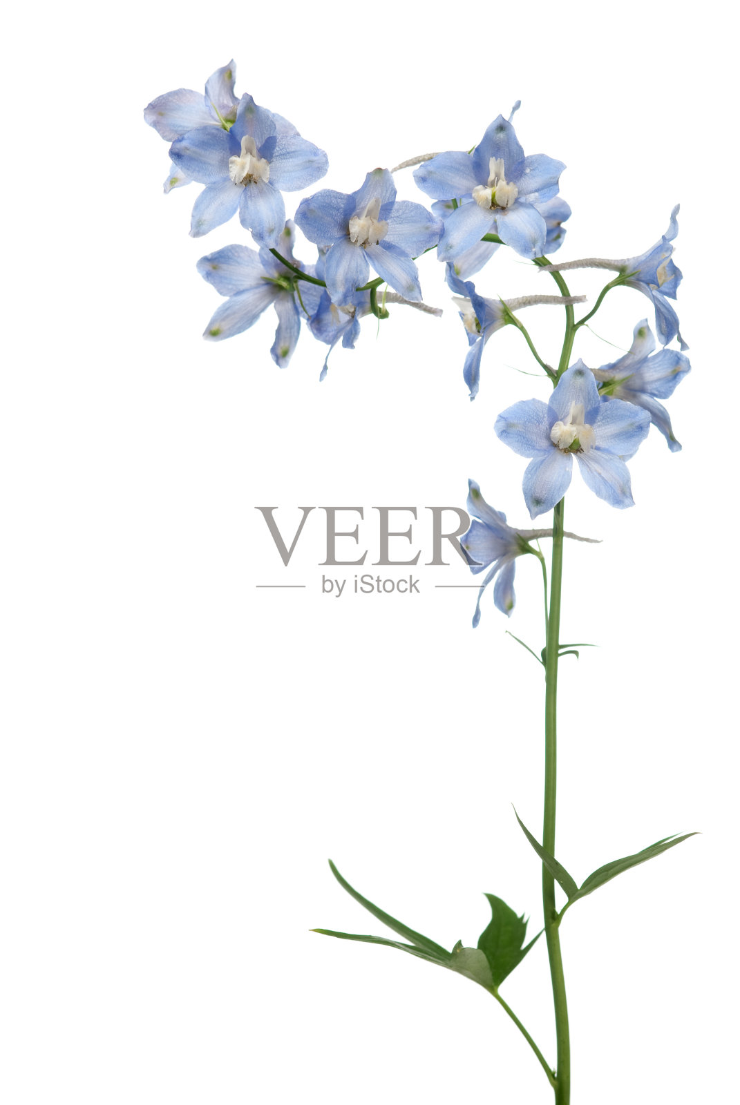 蓝色飞燕草花照片摄影图片