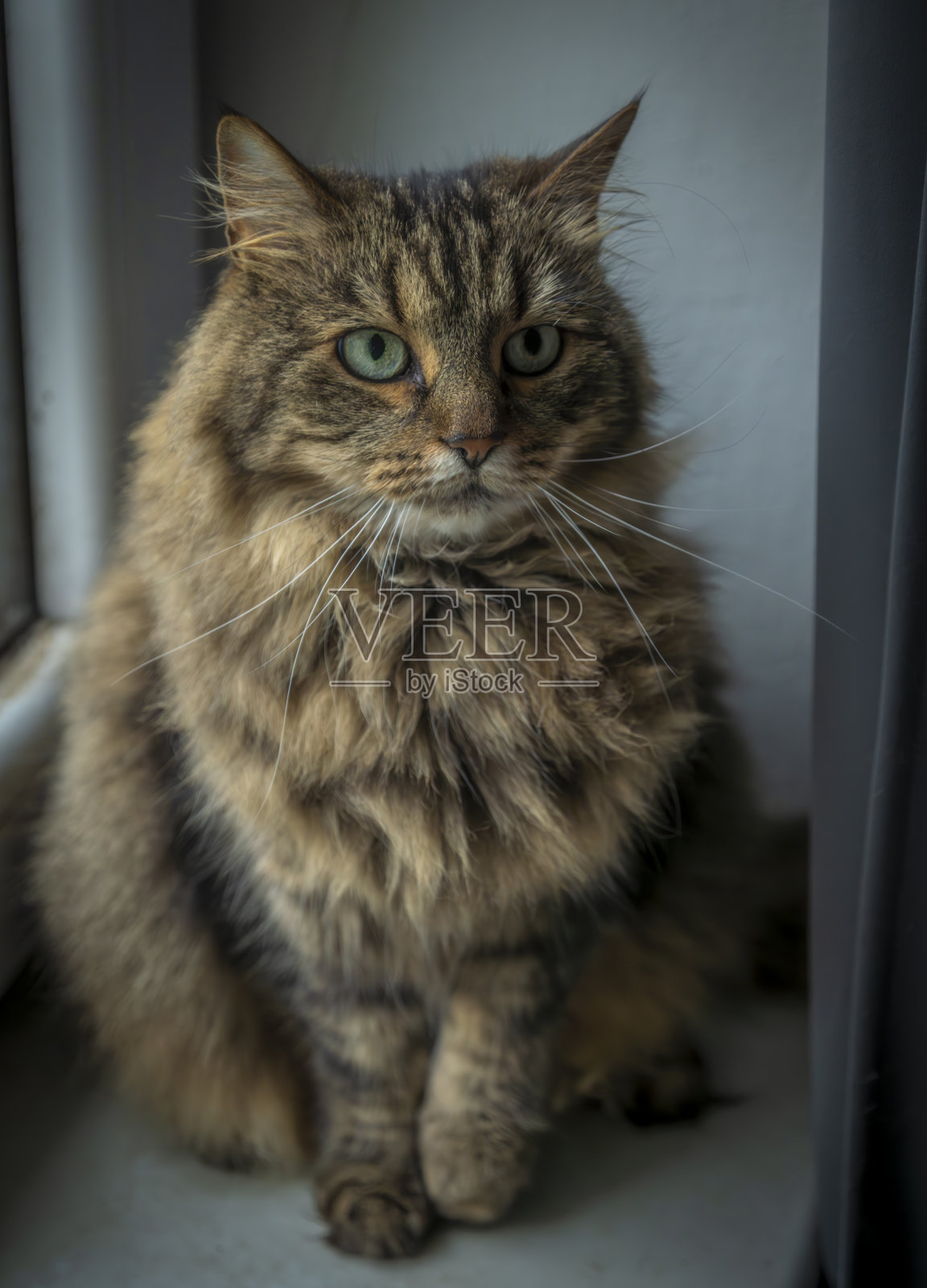 褐色虎斑毛母猫,绿眼睛,室内靠近窗户照片摄影图片