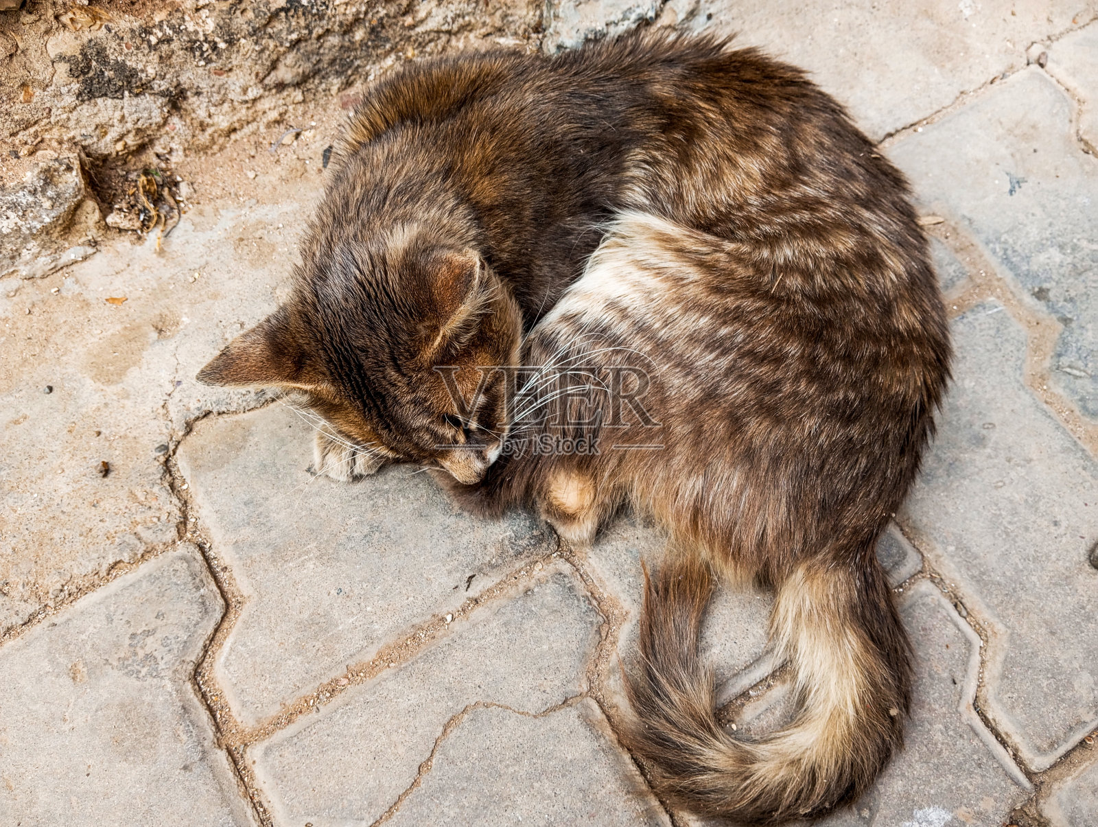 流浪猫睡在街上。照片摄影图片