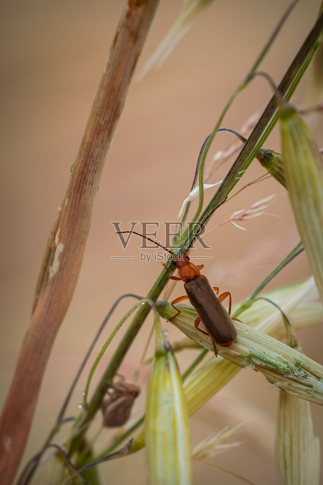 栖息在茂盛的绿草床上的小雨刷虫照片摄影图片