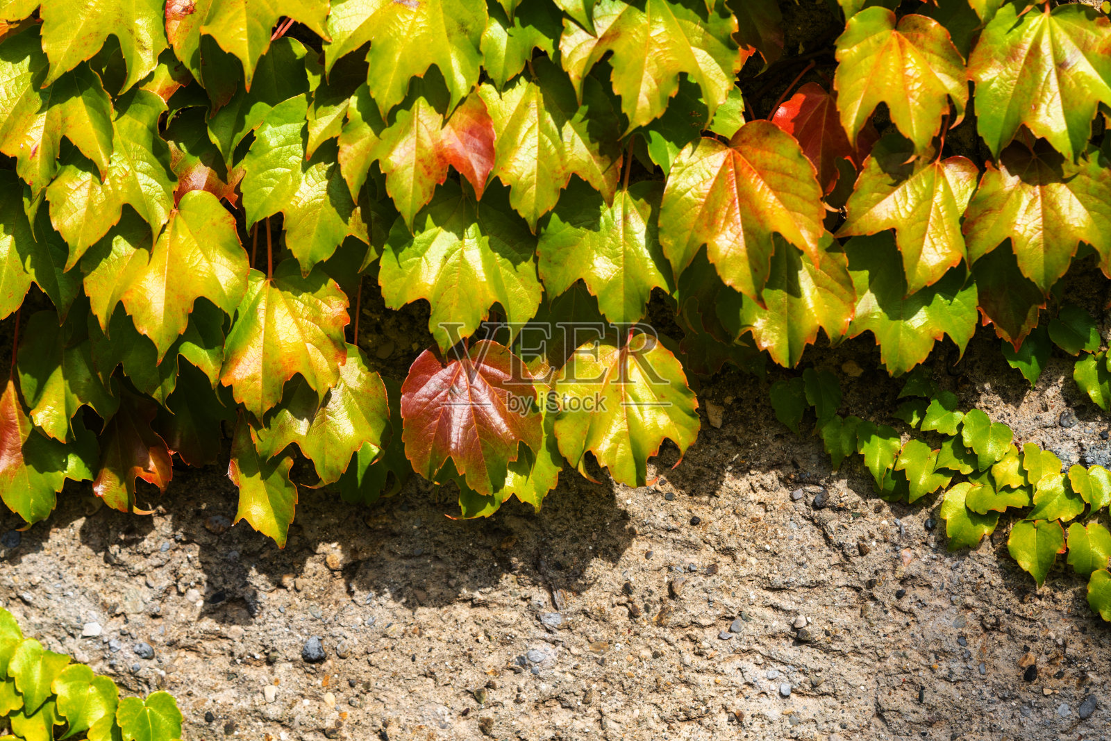墙上的波士顿常青藤或孤雌草。日本的攀缘植物照片摄影图片