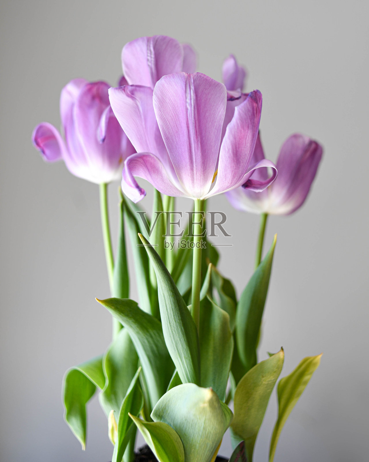 盛开的紫色郁金香花照片摄影图片