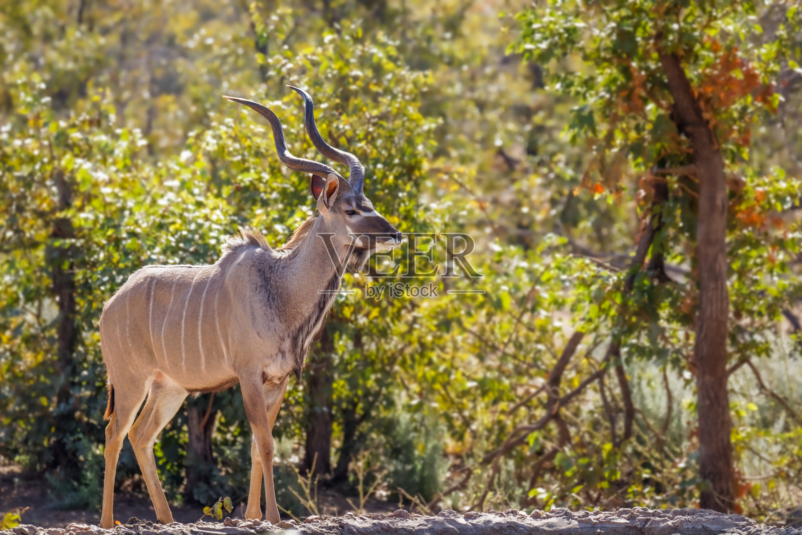 站立着的大羚羊(Tragelaphus strepsiceros), Ongava私人野生动物保护区(Etosha的邻居),纳米比亚。照片摄影图片