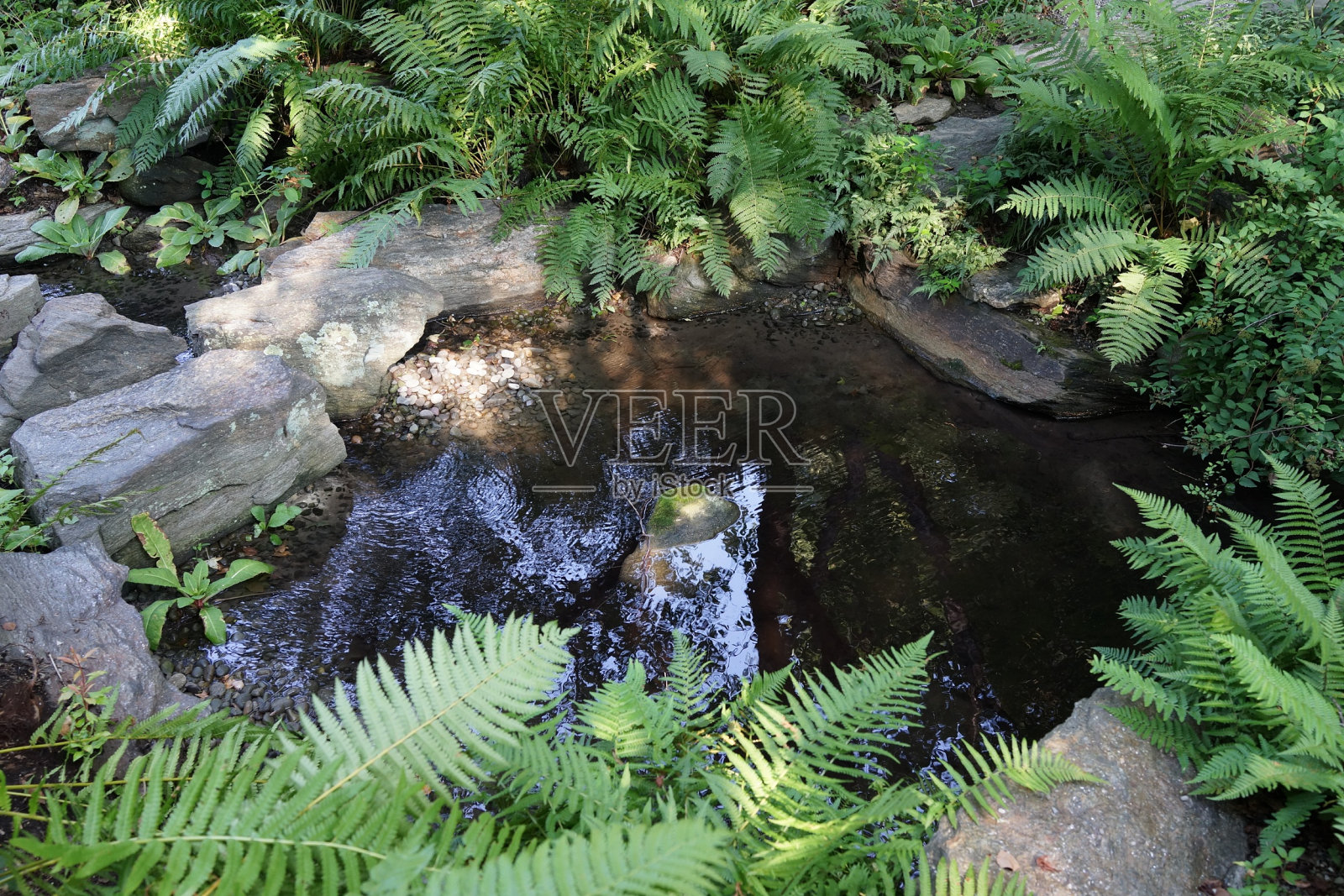 NYBG Rock Garden, 2016年8月13日照片摄影图片