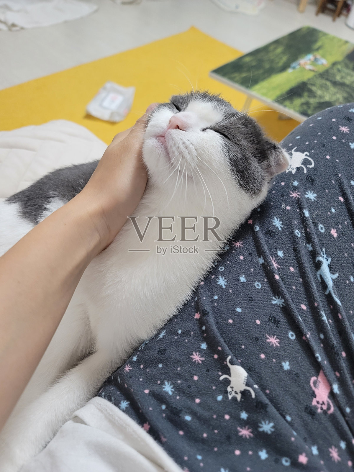 养猫的人照片摄影图片