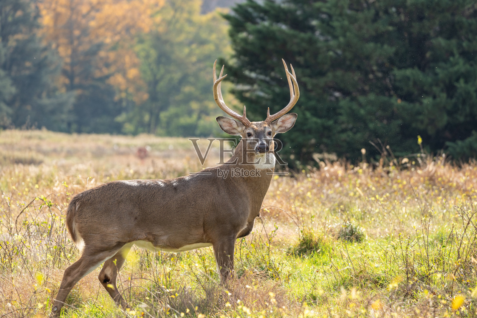 白尾鹿(Odocoileus virginianus)秋天的雄鹿照片摄影图片