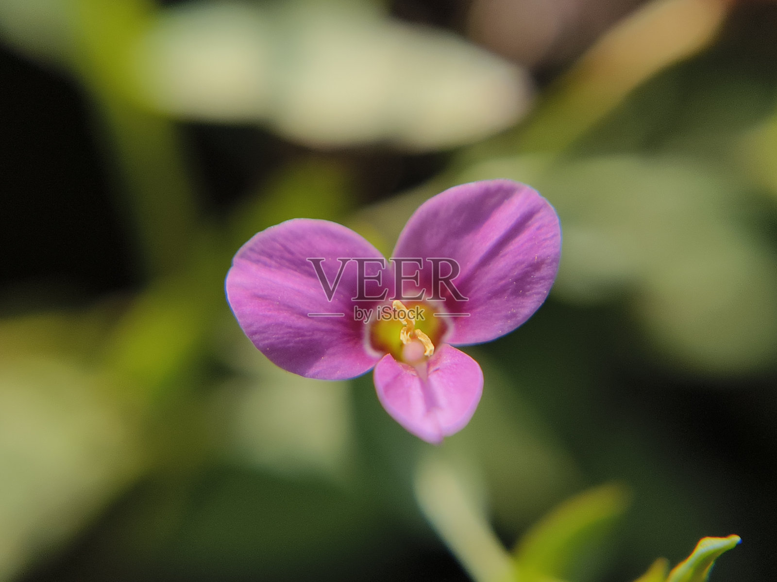 玫瑰粉红色的野花照片摄影图片