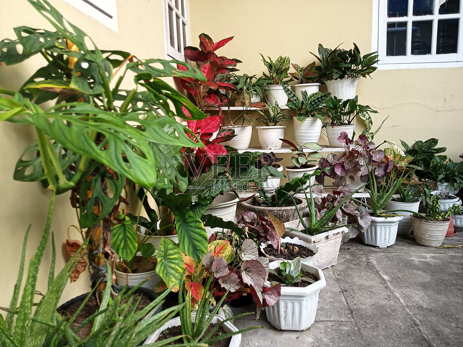 装饰花照片摄影图片