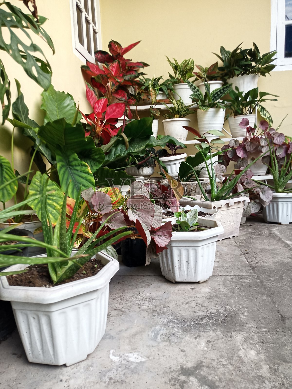 装饰花照片摄影图片