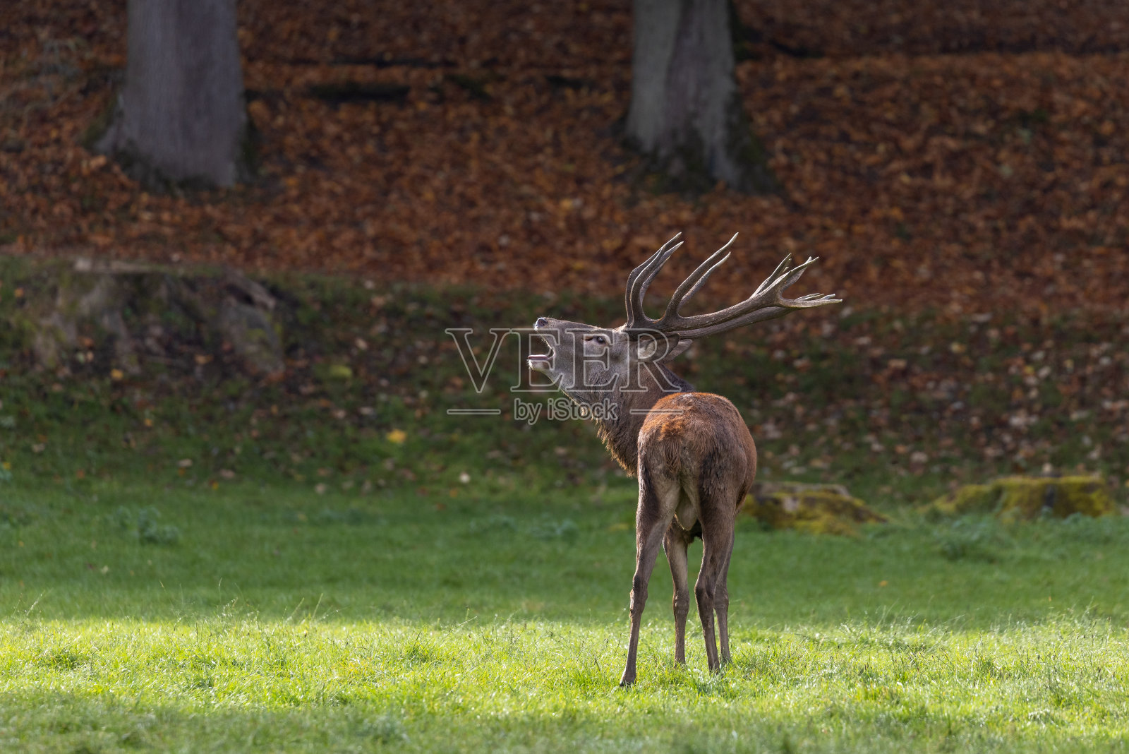 咆哮的雄马鹿(Cervus elaphus)照片摄影图片
