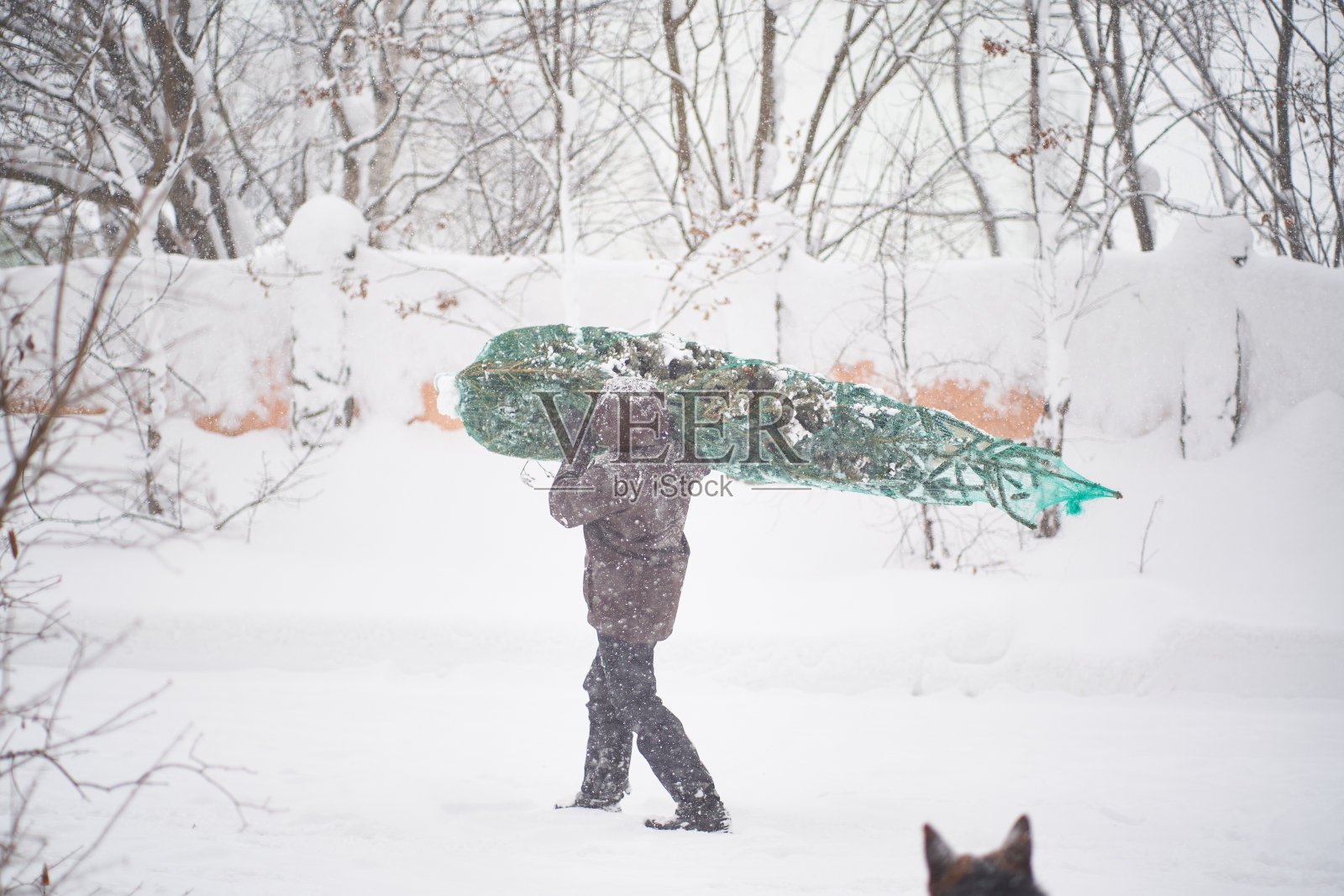 一名男子在暴风雪中把一棵圣诞树带到了他的院子里。照片摄影图片