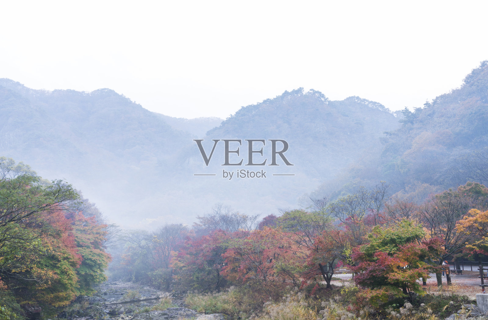 美丽的秋叶照片摄影图片