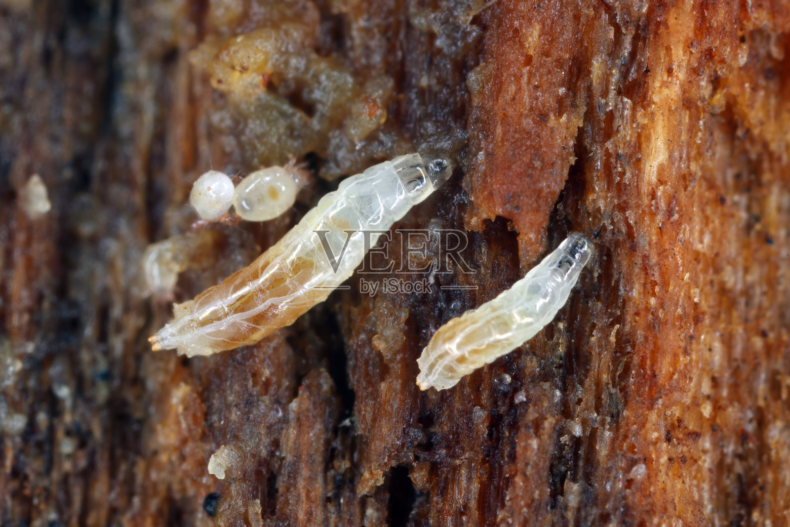 醋蝇或普通果蝇(Drosophila melanogaster)幼虫在一处繁殖。照片摄影图片