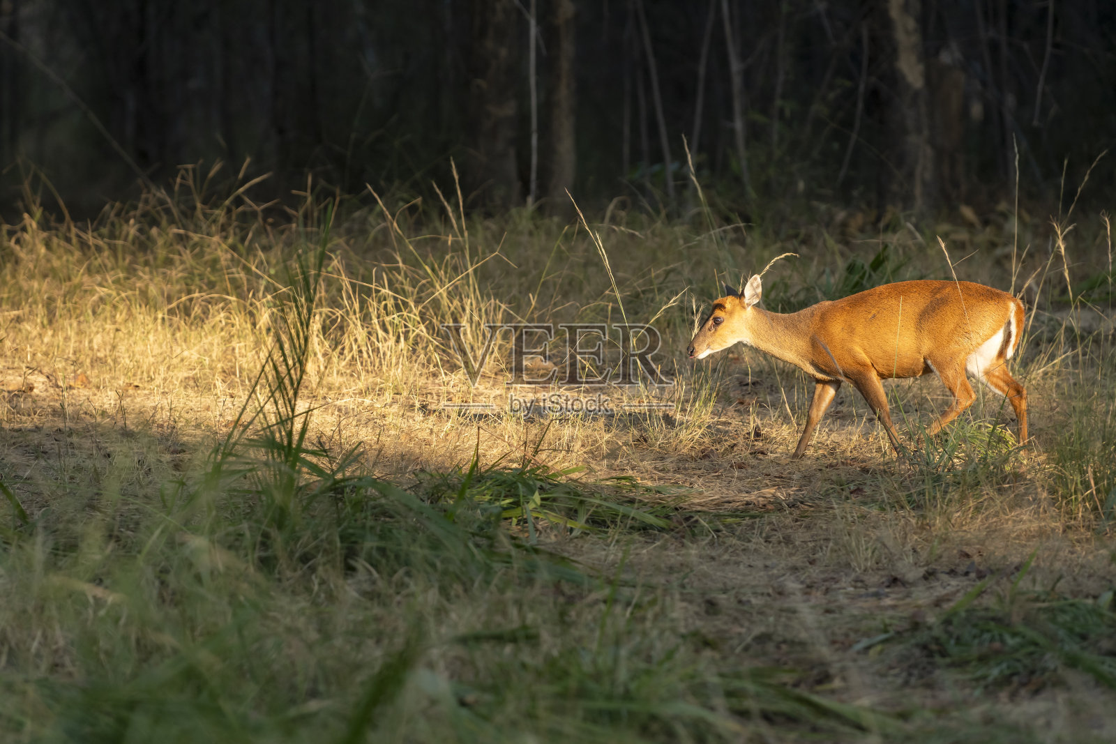 在印度班德哈格尔国家公园的森林狩猎中,吠鹿、麂或印度麂、红麂或美洲麂和鹿角在冬季的侧面轮廓照片摄影图片