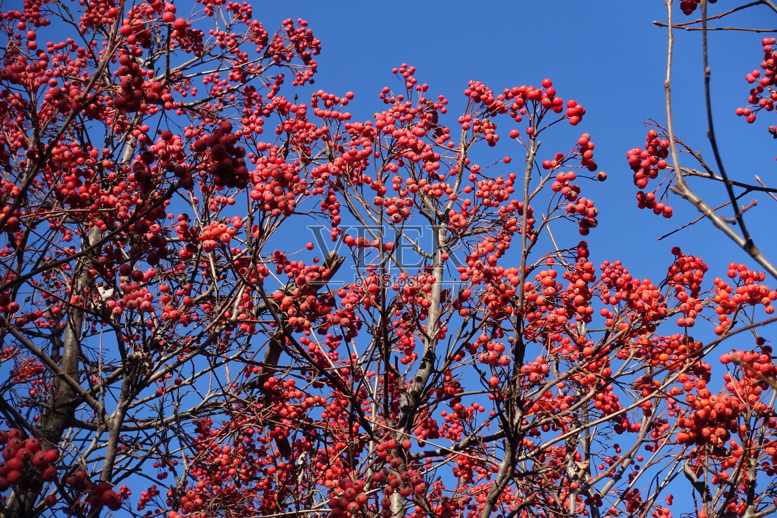 11月中旬,苍茫的天空映衬着苍茫的天空,光秃秃的苍茫枝上挂满了红色的浆果照片摄影图片