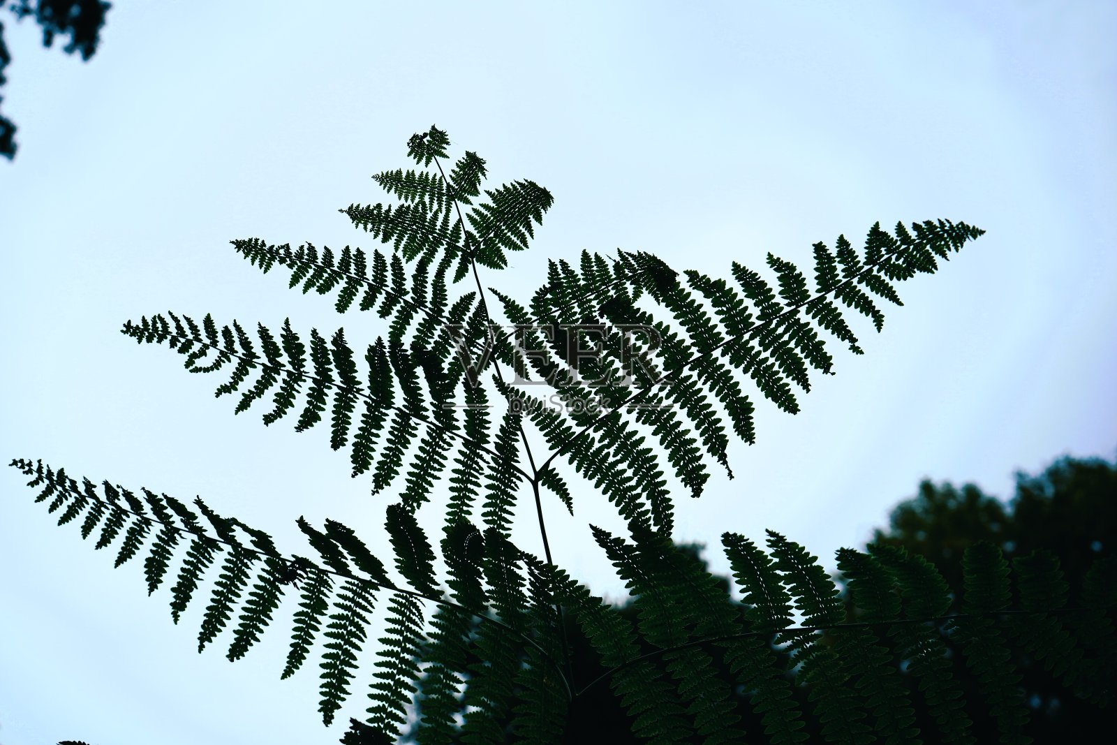 弗恩在浅色相片的映衬下照片摄影图片