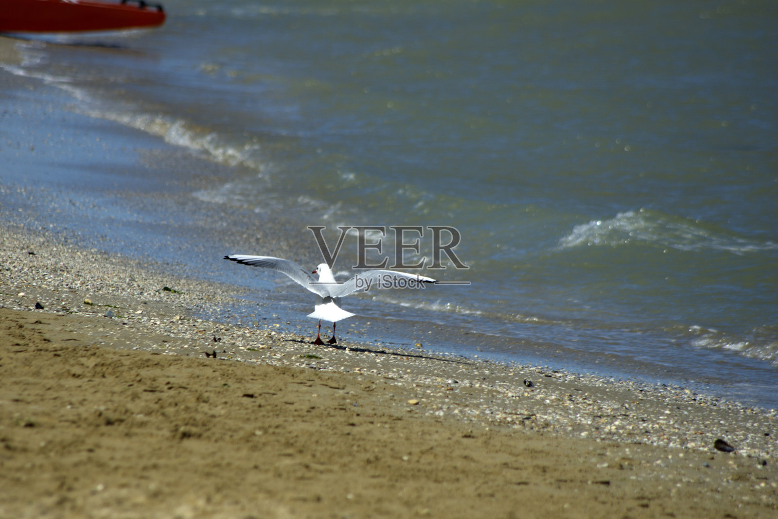 海岸线上的海鸥照片摄影图片