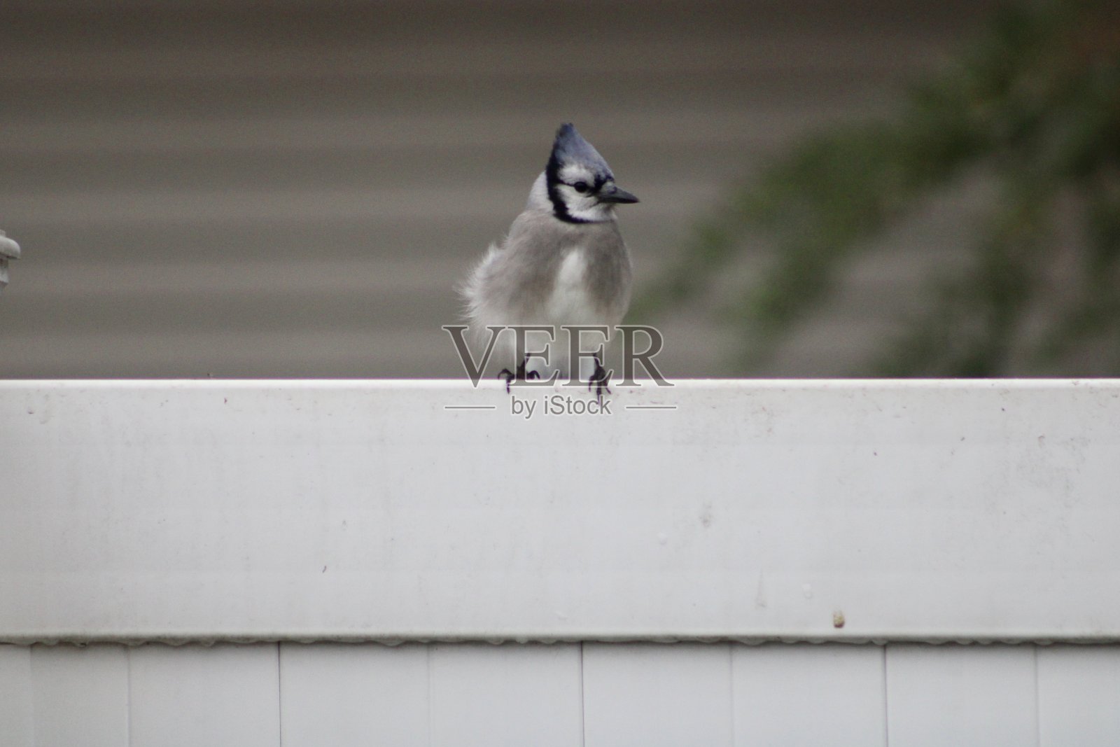 冠蓝鸦照片摄影图片