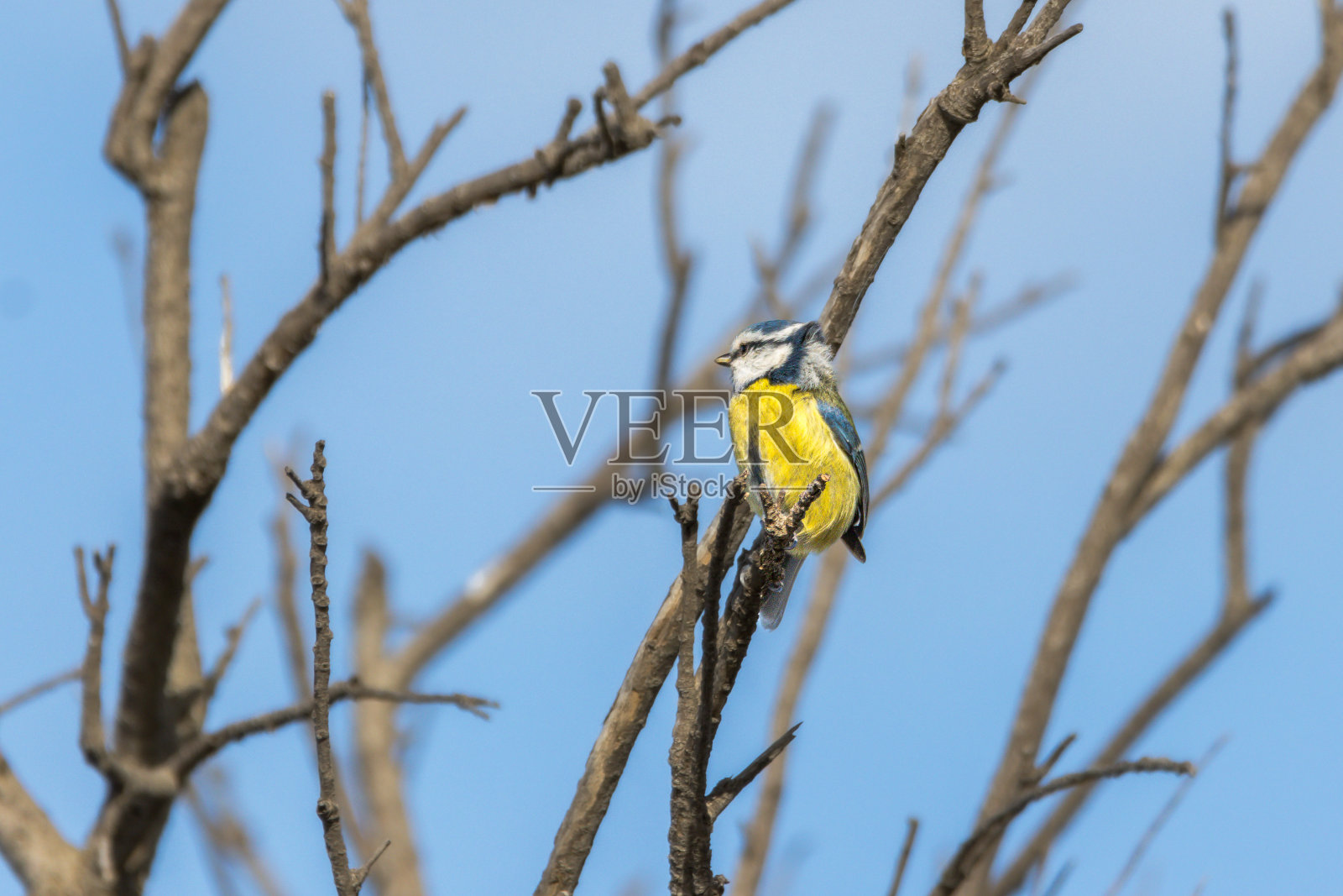 栖息在树枝上的欧亚蓝山雀照片摄影图片