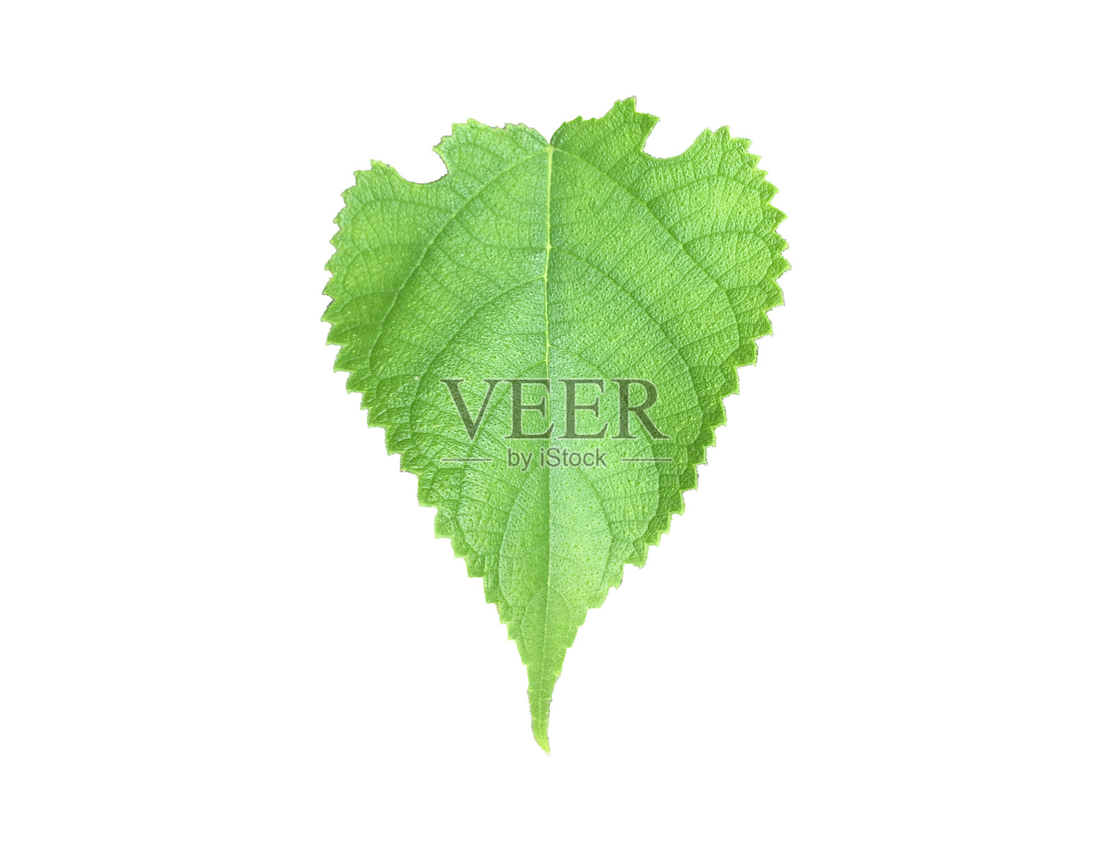 纸桑叶照片摄影图片