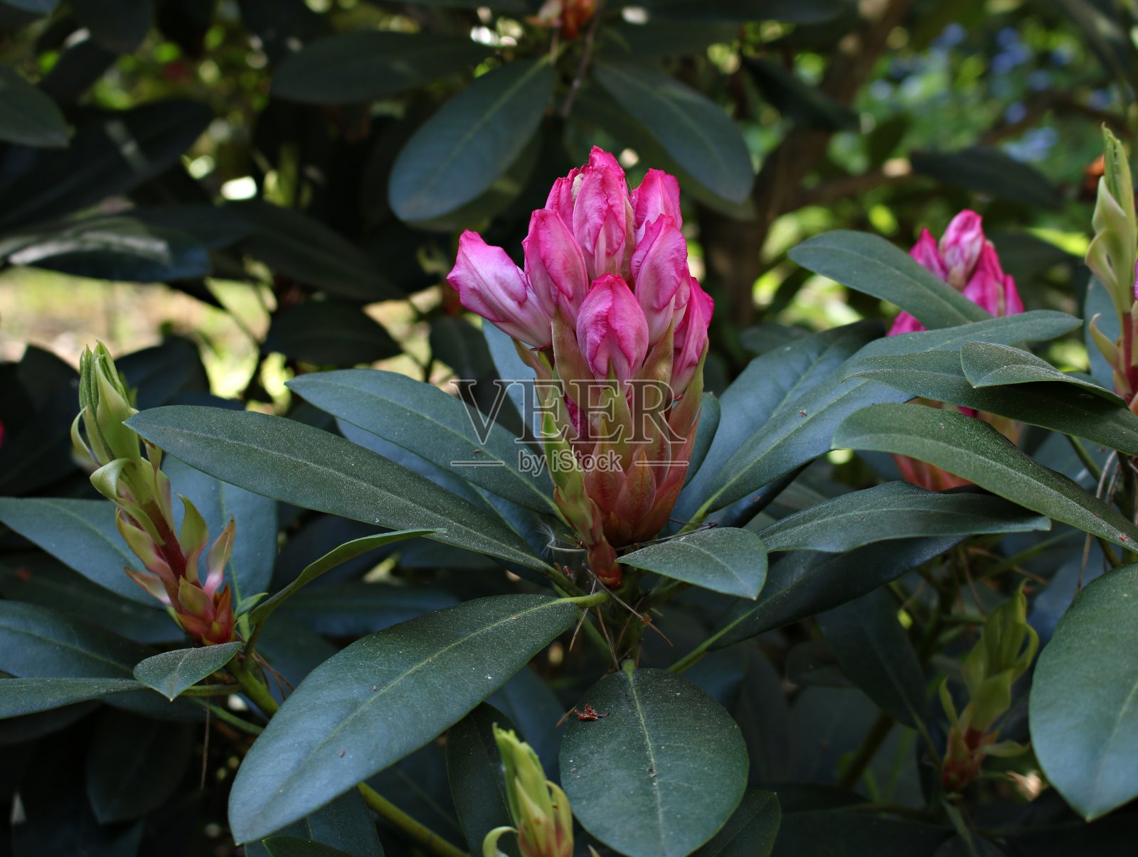 杜鹃花上的嫩芽准备在春天长成美丽的花朵照片摄影图片