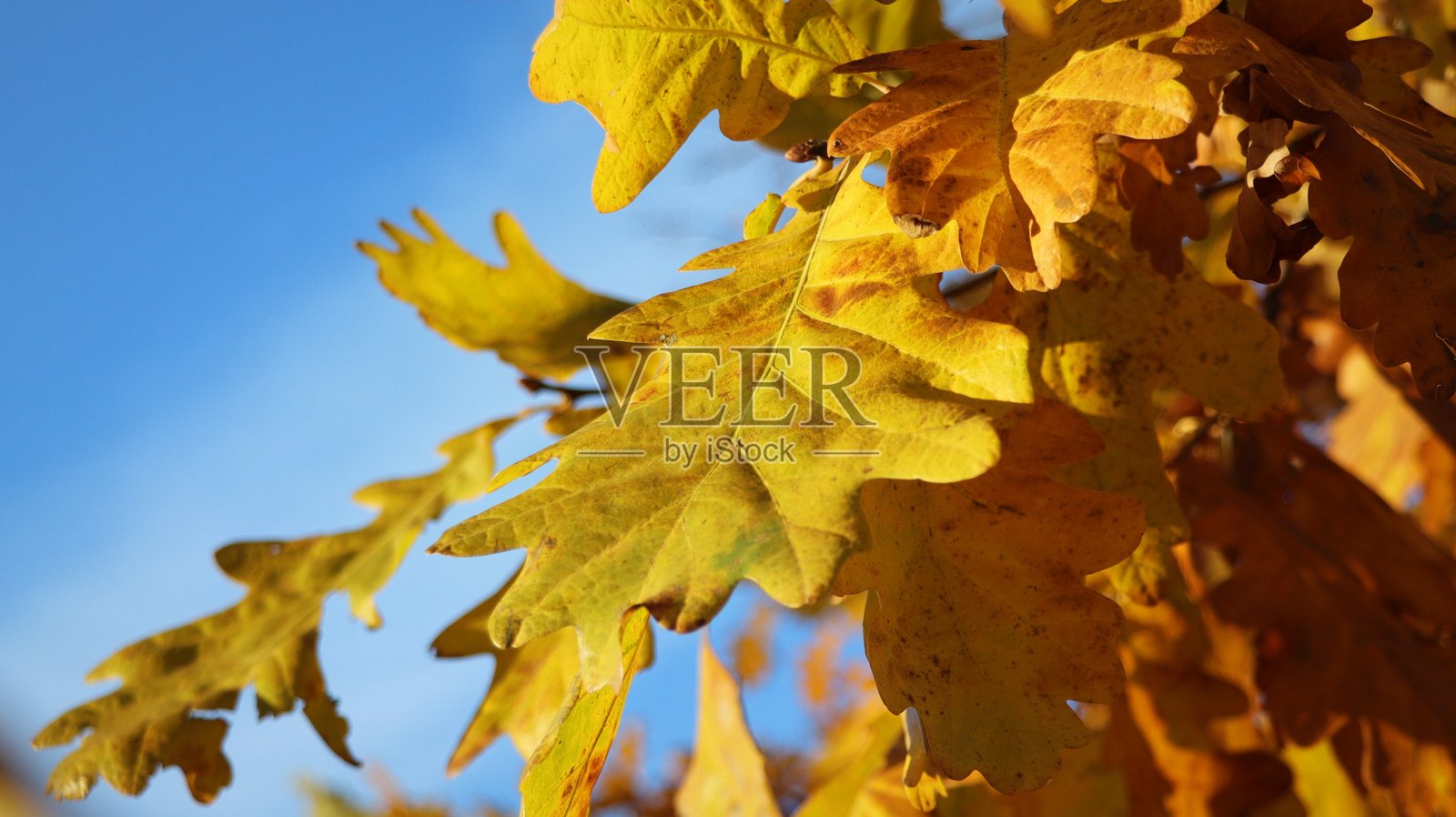 秋天,森林里的橡树枝上长着橙色的叶子。自然背景照片摄影图片