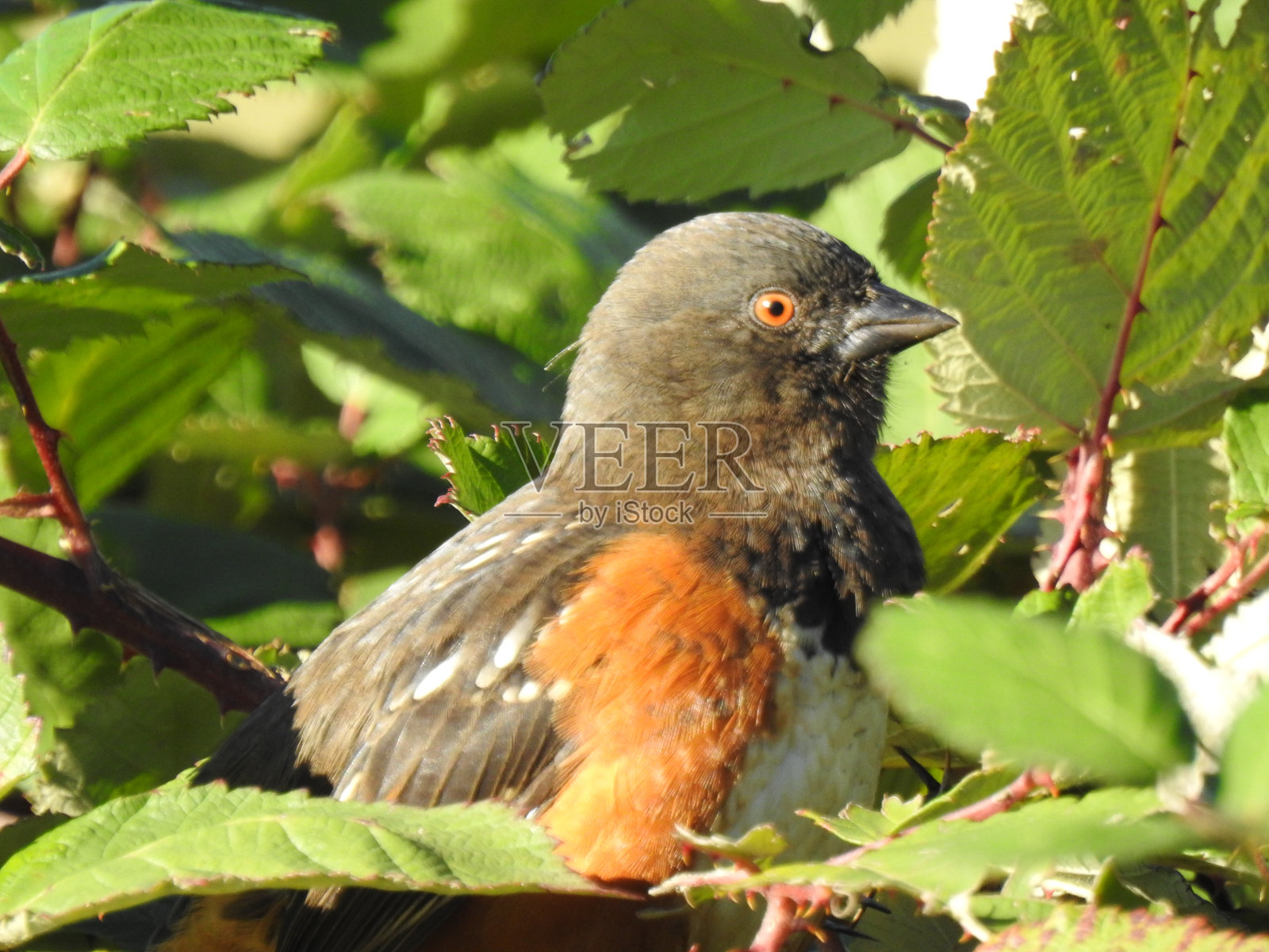 发现红眼雀照片摄影图片