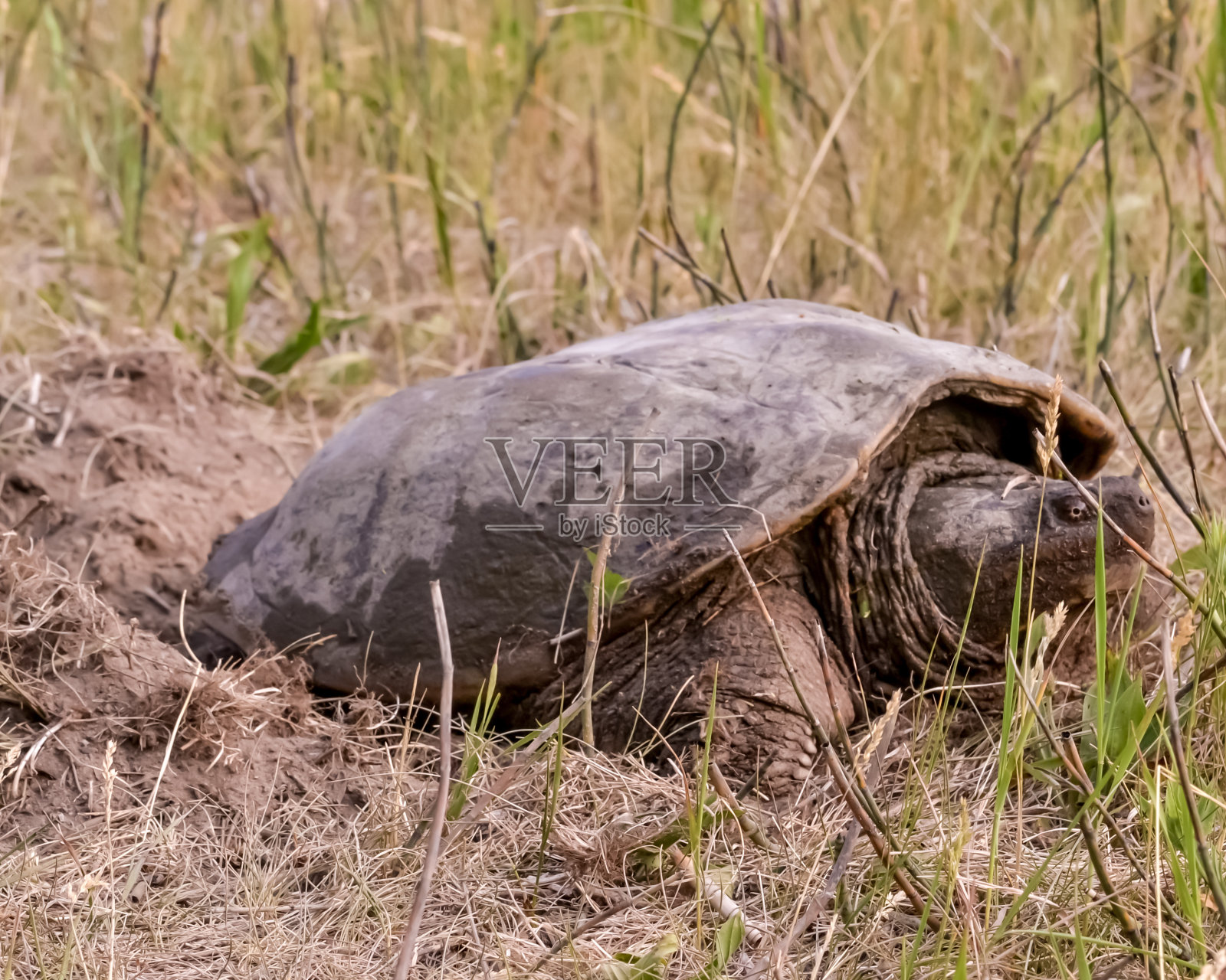 龟妈妈照片摄影图片