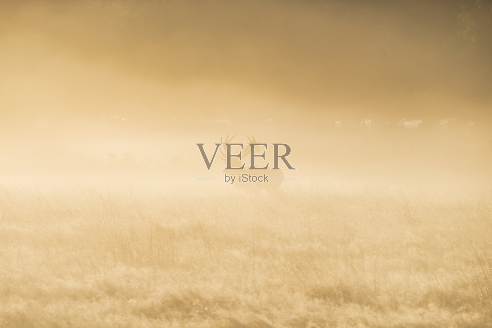 令人惊叹的马鹿鹿角在秋天日出景观与金色的太阳辉光在年度发情期照片摄影图片