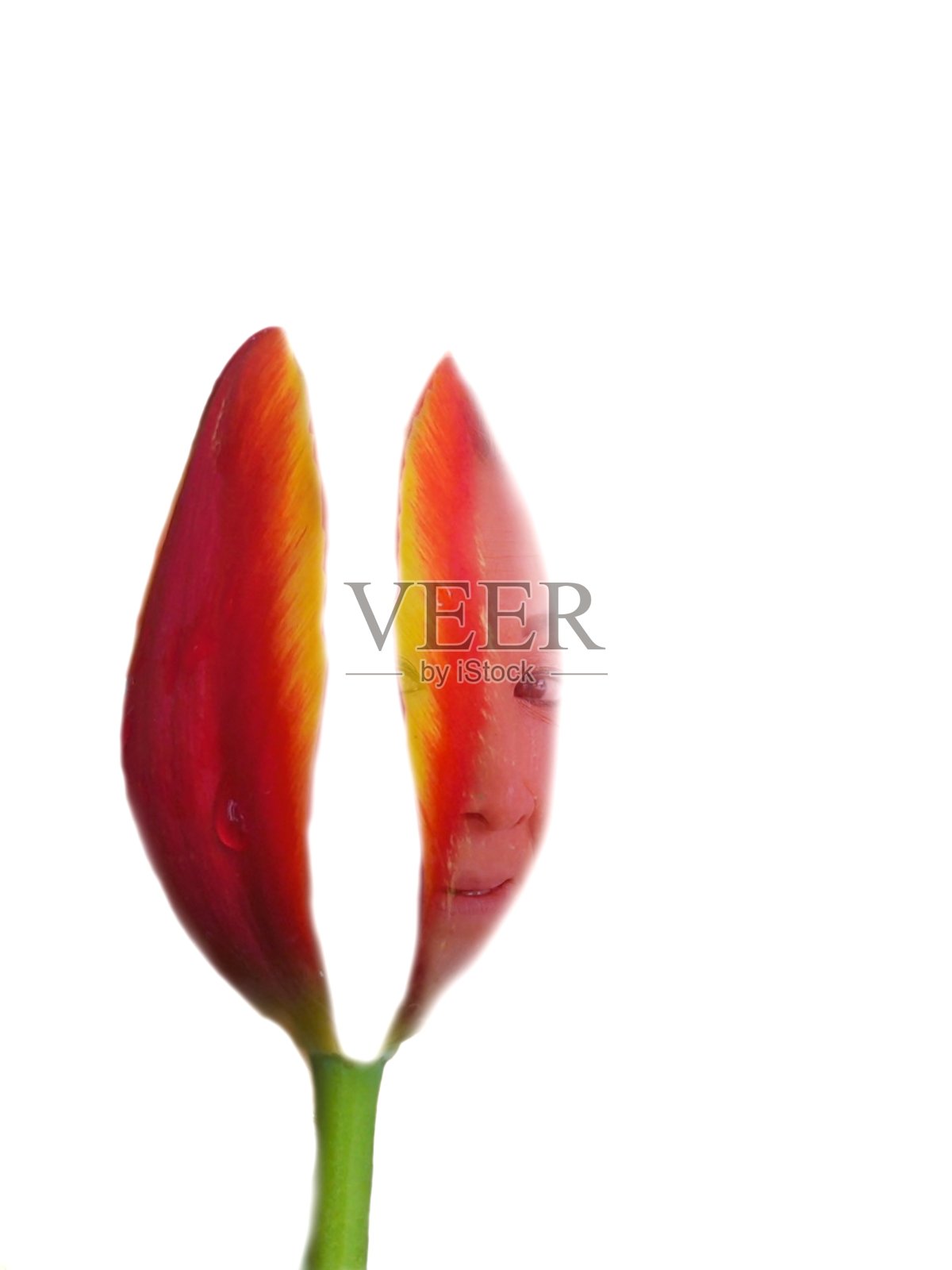 双重曝光红色花朵和女人在白色的背景照片摄影图片