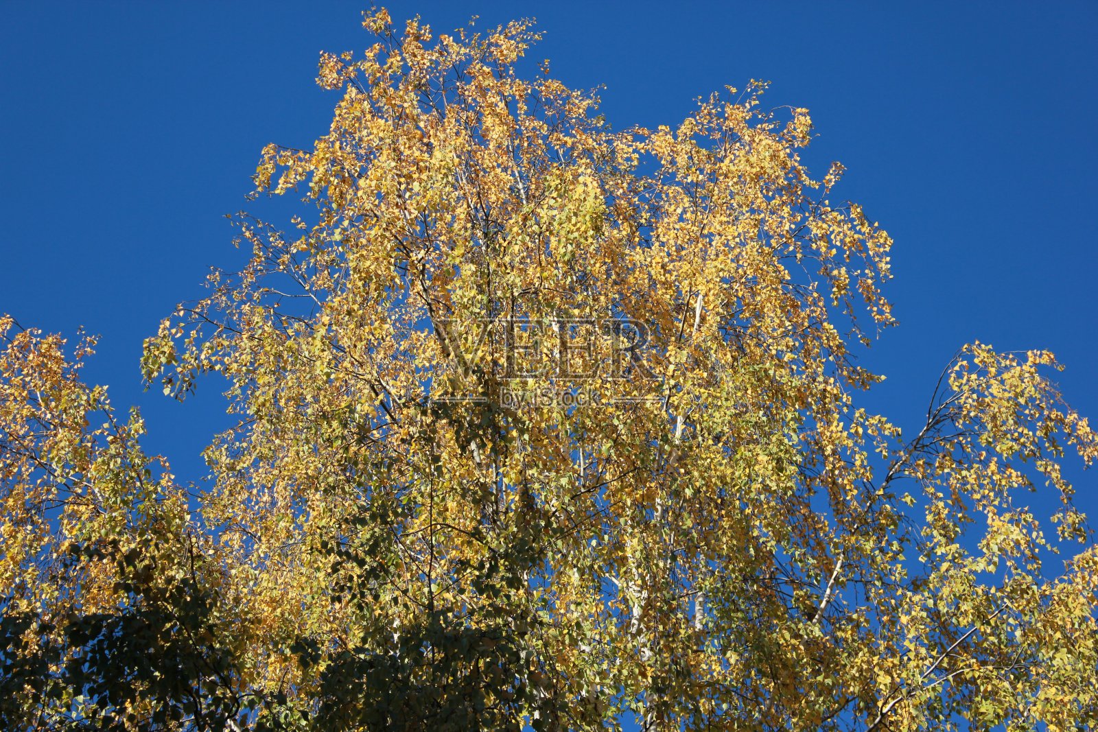 印度夏天照片摄影图片