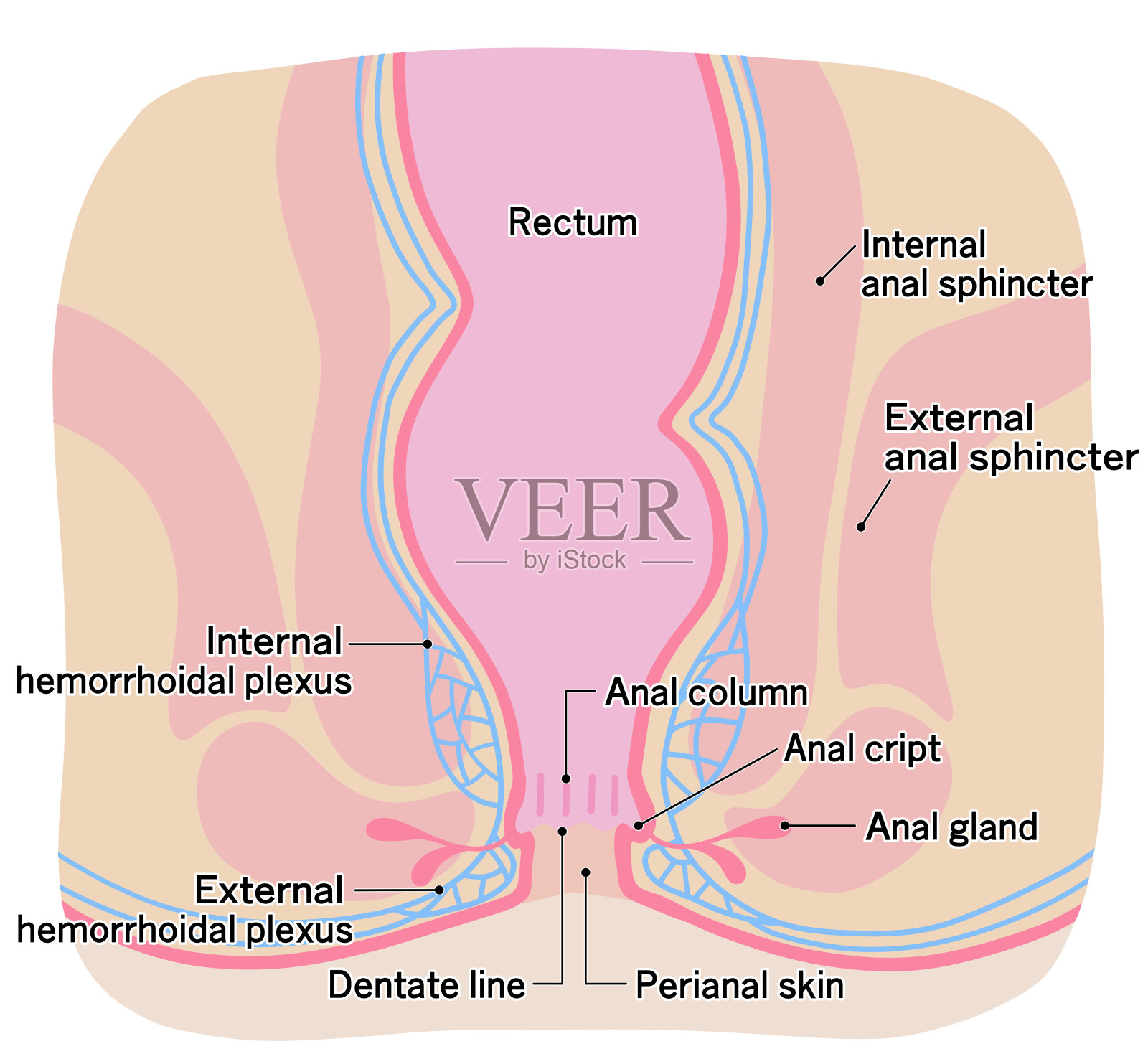 一个健康肛门区域的简单插图插画图片素材