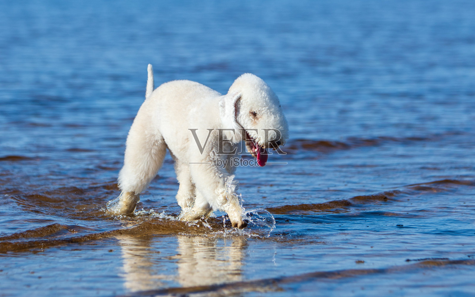 一只年轻的贝德灵顿梗犬在夏日沙滩上从水里浮出水面照片摄影图片